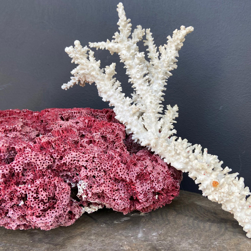 Coral