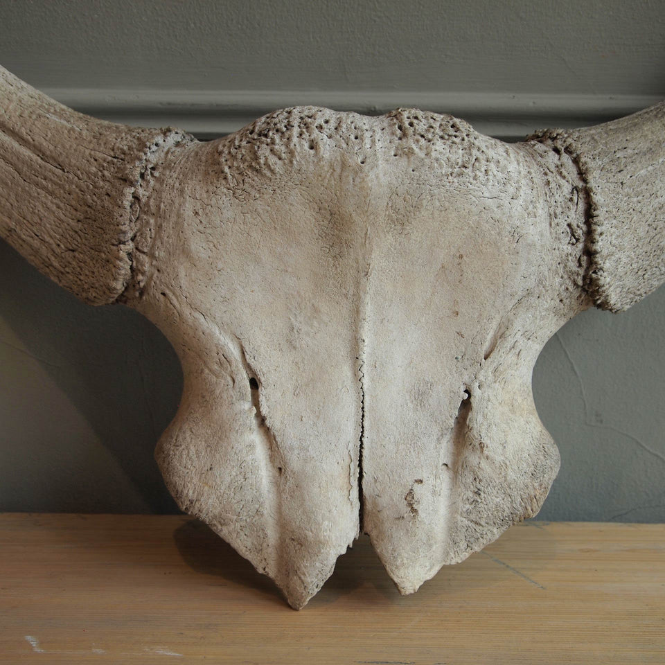Horns